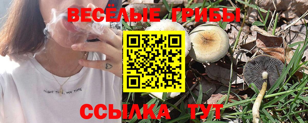Галлюциногенные грибы Psilocybe Медногорск